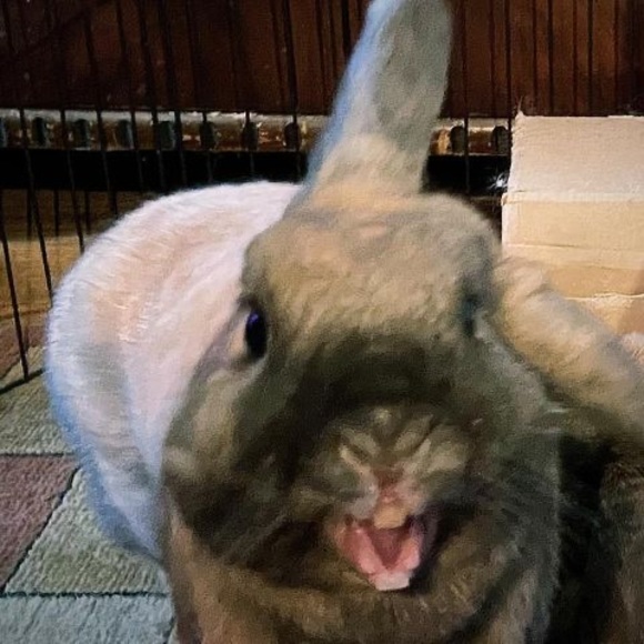 Meet your Posher, Kim - Picture 1 of 1